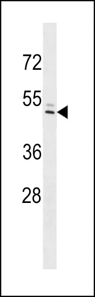 IFI44L Antibody