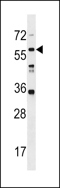 LRRC14B Antibody