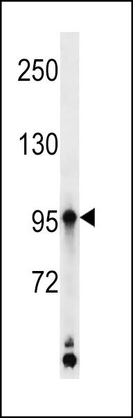 KAZ Antibody
