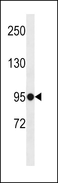 ELFN1 Antibody