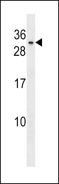 BHLHA9 Antibody