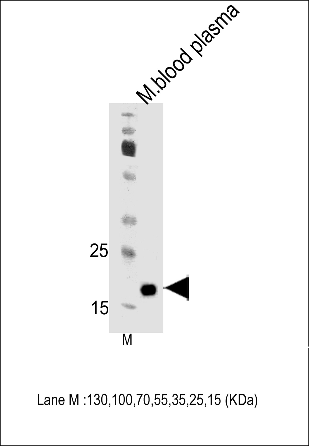Mouse Apom Antibody