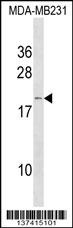 IFNA6 Antibody