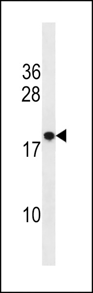 RNF24 Antibody