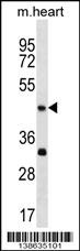Mouse Actl7b Antibody