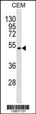 TOM1L2 Antibody