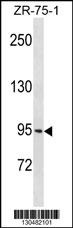 PCDHGB1 Antibody