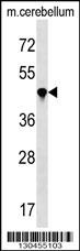PPIL4 Antibody