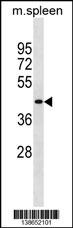 Mouse Slc10a2 Antibody