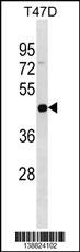IL22RA2 Antibody