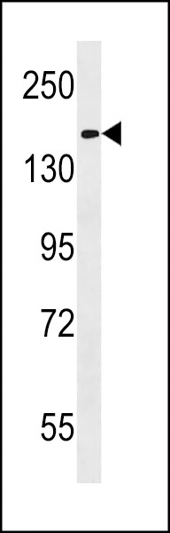 HEPHL1 Antibody