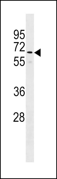 GOLGA8B Antibody
