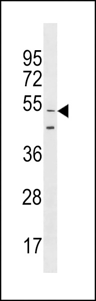 GOLGA6L9 Antibody