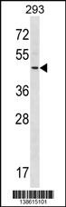 RNF41 Antibody