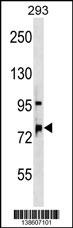 OSBPL11 Antibody