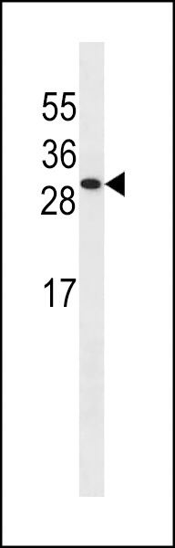 ISOC2 Antibody