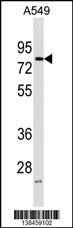 FRMD3 Antibody