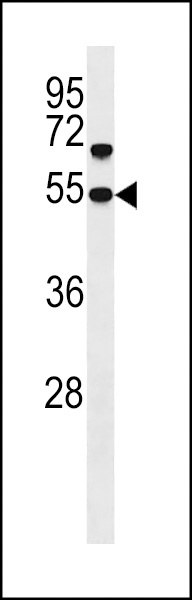 SNX30 Antibody