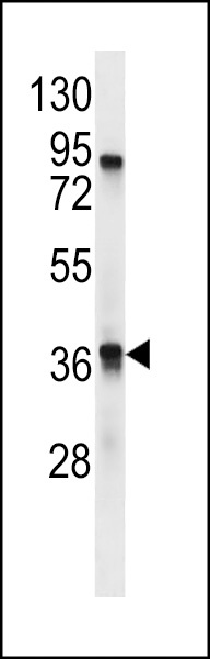 TAAR9 Antibody