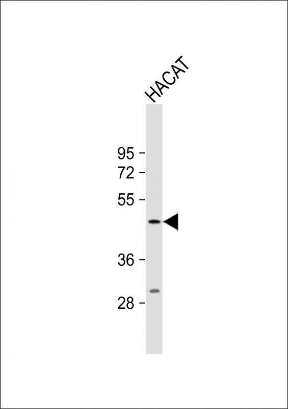 PGLYRP4 Antibody