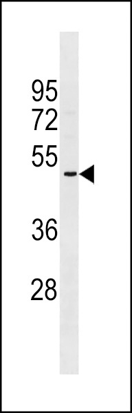 OR2A5 Antibody