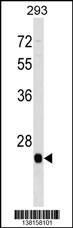 BTG4 Antibody
