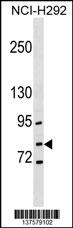 GCLC Antibody