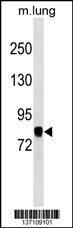 COG7 Antibody