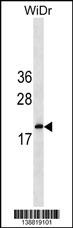 IFNA5 Antibody