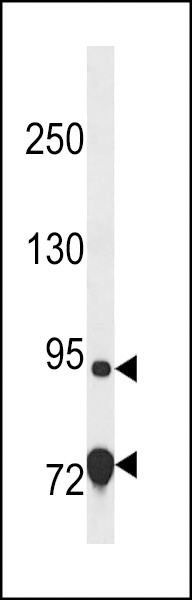 EXD3 Antibody