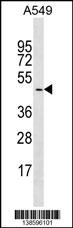 GYG2 Antibody