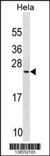 PRELID1 Antibody