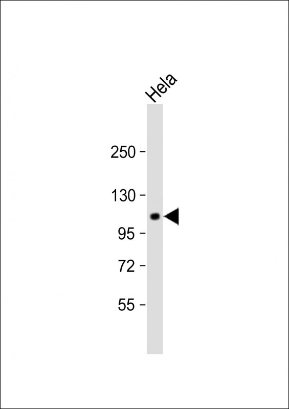 GPR115 Antibody