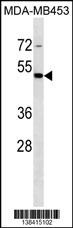 STAC Antibody