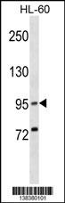 XPR1 Antibody