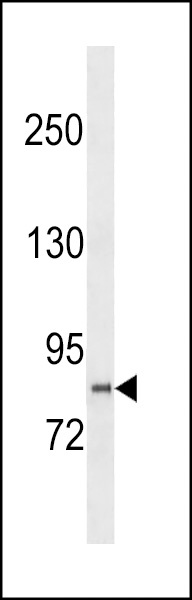 PCDHGB2 Antibody