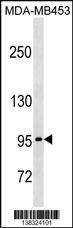 PCDHGA5 Antibody