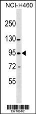 ZNF484 Antibody