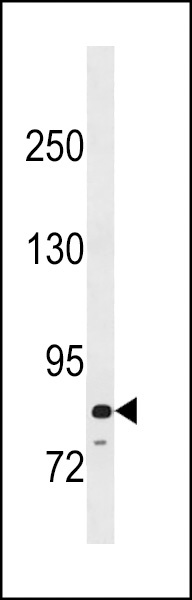 PADI6 Antibody