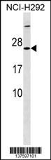 MRPS23 Antibody