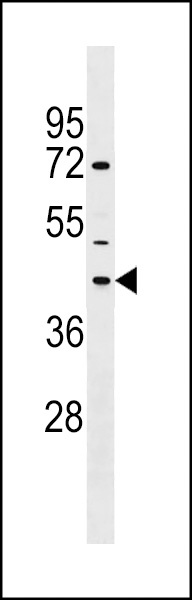 NPBWR1 Antibody