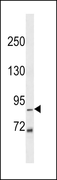 ZNF786 Antibody
