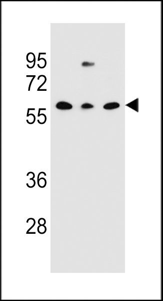 CLEC17A Antibody