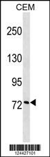 CCNF Antibody