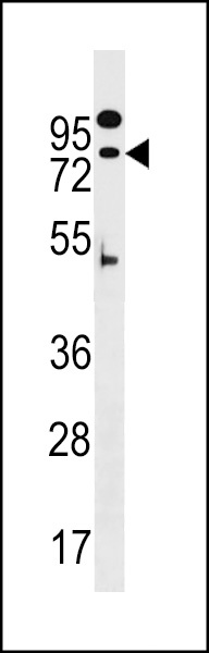 ZNF480 Antibody