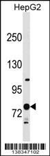 RNF145 Antibody