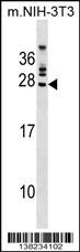 FGFR1OP2 Antibody