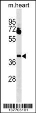 LBX1 Antibody