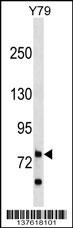 RHPN1 Antibody