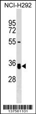 GNPTG Antibody